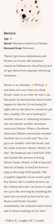 Rescue Dogs | Eco-Friendly 1000-Piece Puzzle for Adults | Designed in Canada by Rachel Lyon | Best Rated Finds